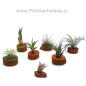 ESTE PRODUCTO INCLUYE SOLO TRES ISLAS DE TRONCO NATURAL VARIADAS CON UNA PLANTA CADA UNA. En la foto se muestran diversas especies.(Sólo Santiago) Mayoristas 56-2-2341793 Las Tillandsias o Plantas Aéreas, no requieren riego ni tierra, solo rocí­o dí­a por medio. Tillandsias, beneficiosas neutralizadoras de ondas eléctricas y purificadoras de aire. Plantas Del amor Maya - Feng Shui